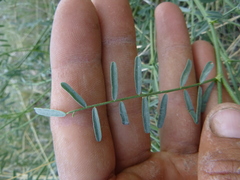 Astragalus filipes