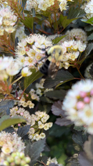Bombus impatiens