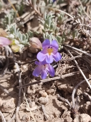 Penstemon caespitosus