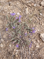 Penstemon caespitosus
