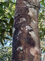 Leiostracus perlucidus