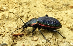 Carabus vietinghoffii