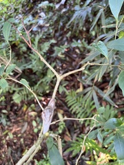Cochlorina aurisleporis