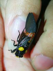 Huechys fusca