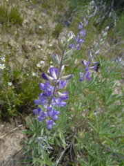 Lupinus argenteus palmeri