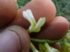 Astragalus filipes