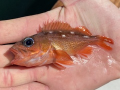 Sebastes umbrosus
