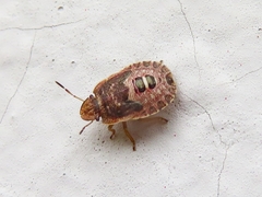 Sciocoris cursitans