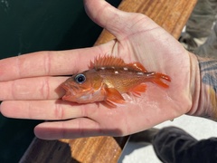 Sebastes umbrosus