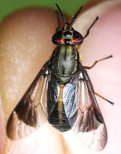 One-striped Deer Fly photo 3