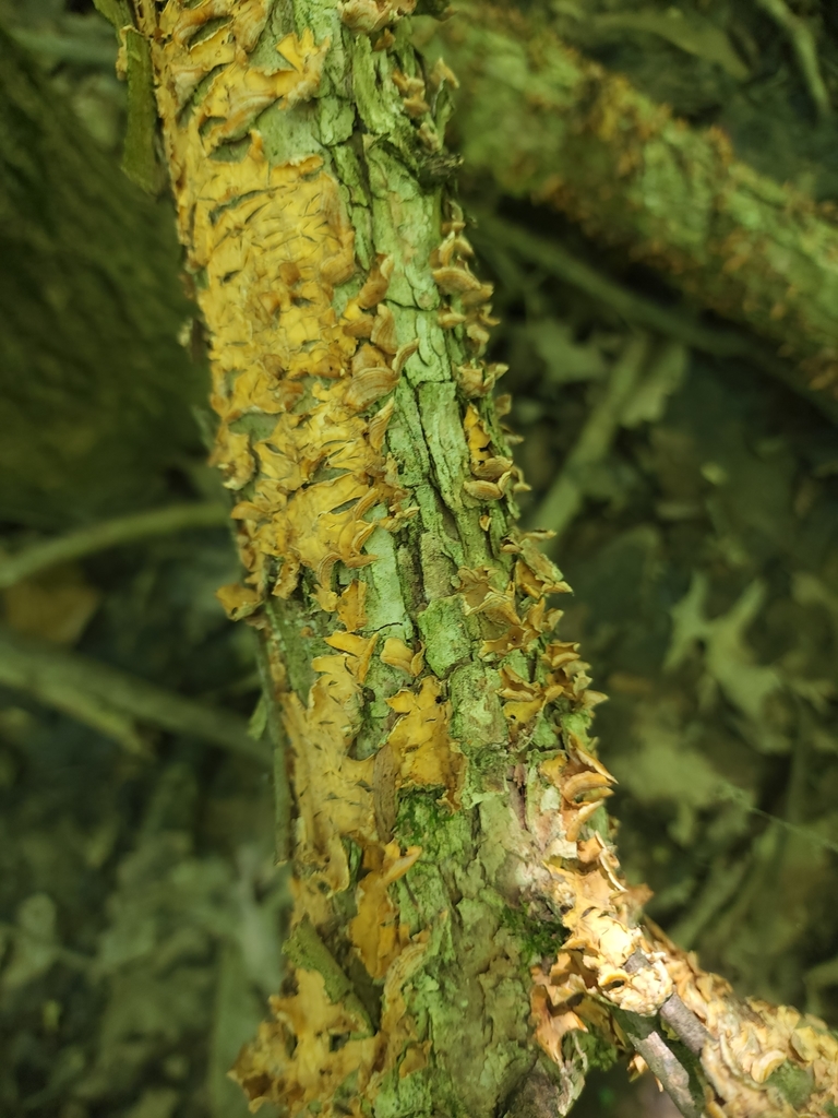 crowded parchment from Ellettsville, IN 47429, USA on June 4, 2022 at