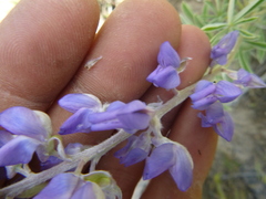 Lupinus argenteus palmeri