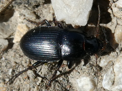 Harpalus dimidiatus