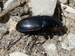 Harpalus dimidiatus