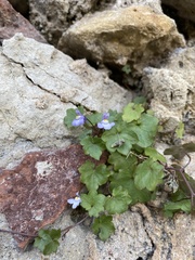 Cymbalaria muralis