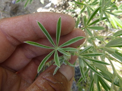 Lupinus argenteus palmeri
