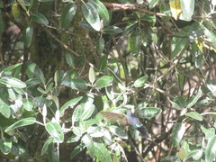 Chalcostigma stanleyi