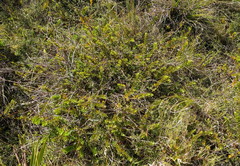 Veronica canterburiensis