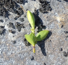 Veronica canterburiensis