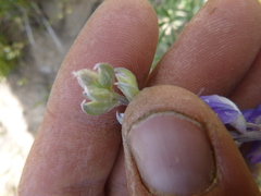 Lupinus argenteus palmeri
