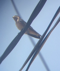 Hirundo rustica
