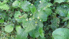 Dichrocephala integrifolia