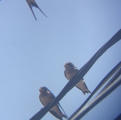 Hirundo rustica