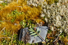 Veronica topiaria