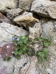 Cymbalaria muralis