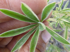 Lupinus argenteus palmeri