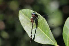 Macrothemis hemichlora