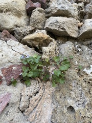 Cymbalaria muralis