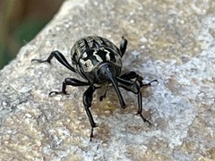 Sphenophorus cariosus