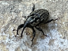 Sphenophorus cariosus