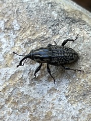 Sphenophorus cariosus