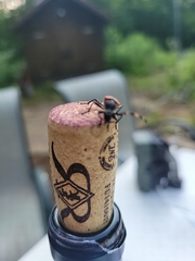 Stictoleptura canadensis