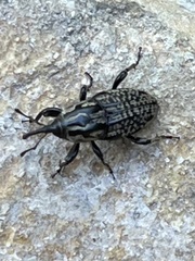 Sphenophorus cariosus