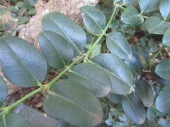 Carissa bispinosa