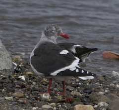 Leucophaeus scoresbii