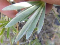 Lupinus argenteus palmeri