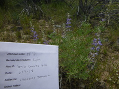 Lupinus argenteus palmeri