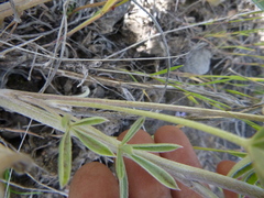 Lupinus argenteus palmeri