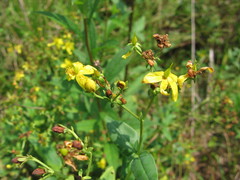 Hypericum nudiflorum