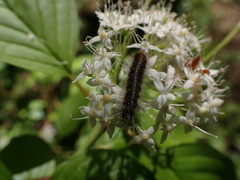 Diacrisia sannio