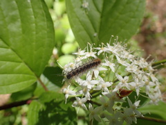 Diacrisia sannio