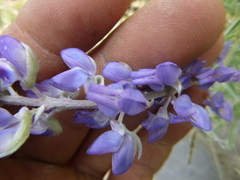 Lupinus argenteus palmeri