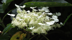 Hydrangea integrifolia
