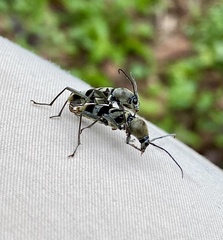 Chlorophorus macaumensis