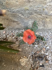 Papaver