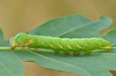 Peridea anceps